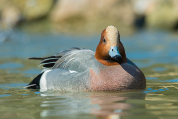 Wigeon.jpg